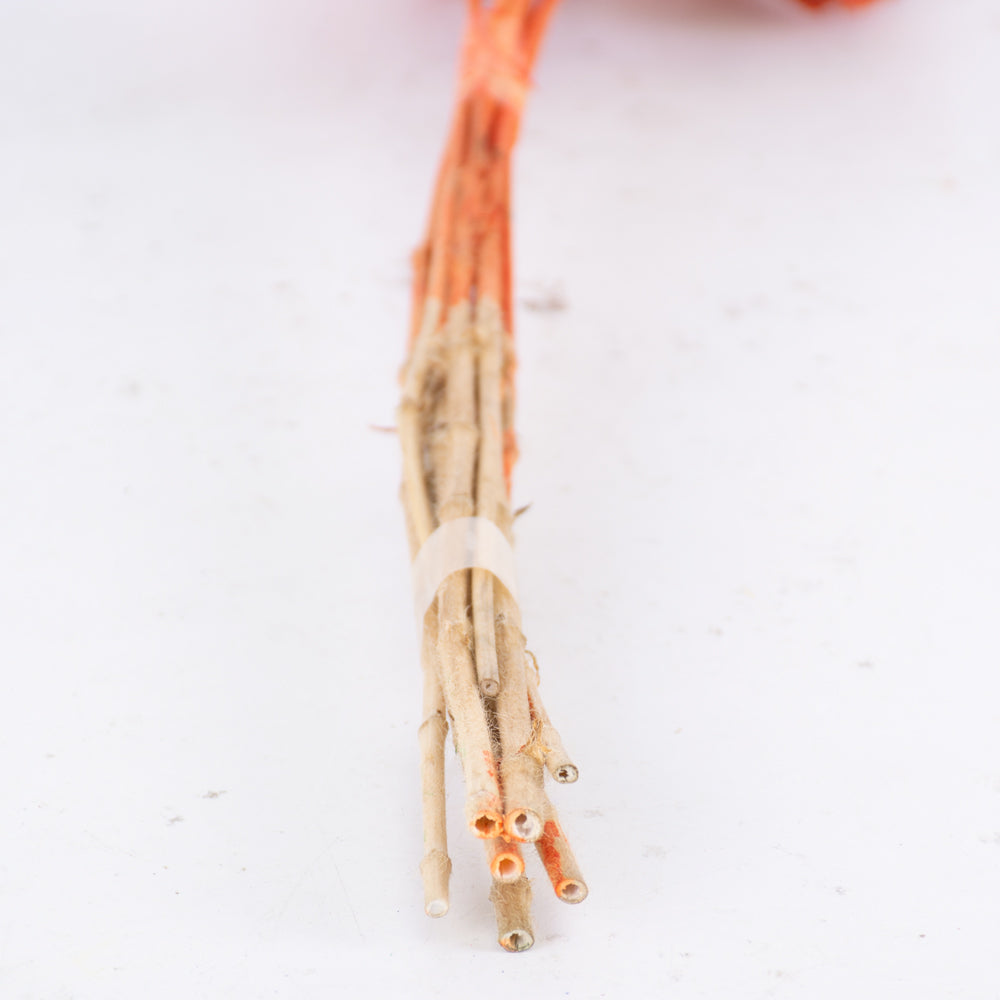 Drumstick Scabiosa, Preserved, Light Orange, Bunch x 10 Stems