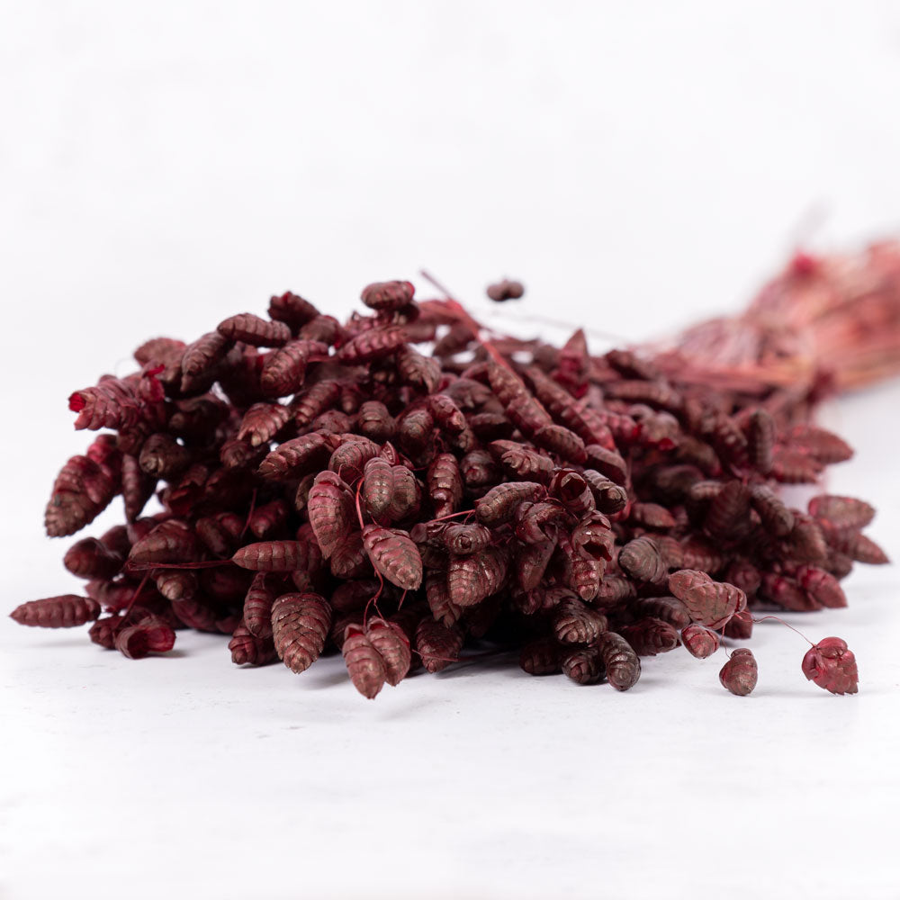 Briza maxima, Bordeaux, 50g