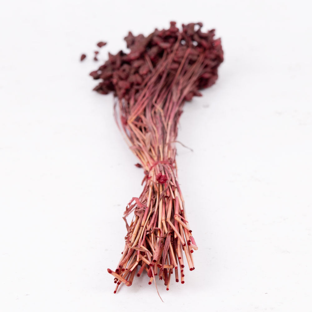Briza maxima, Bordeaux, 50g